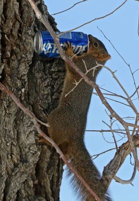 Fox Squirrel 2022-11-26