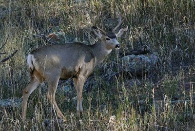 Mule Deer 2022-10-17