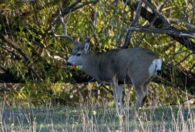 Mule Deer 2022-11-07