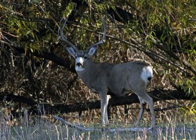 Mule Deer 2022-11-07