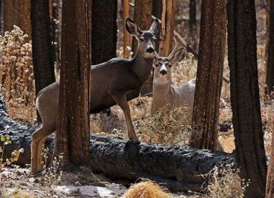 Mule Deer 2022-11-13