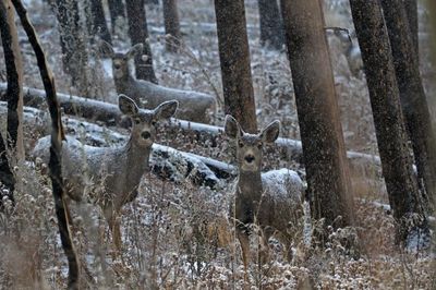 Mule Deer 2022-11-17