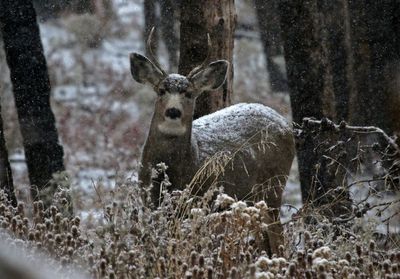Mule Deer 2022-11-17