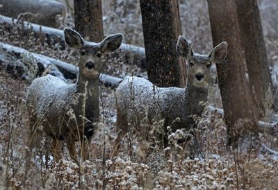 Mule Deer 2022-11-17