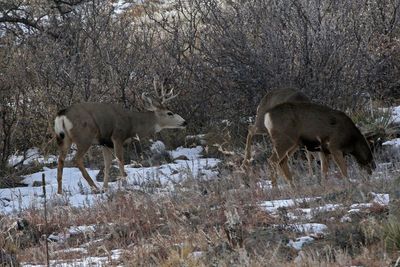 Mule Deer 2022-11-23