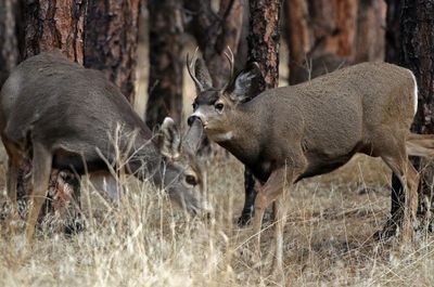 Mule Deer 2022-11-24