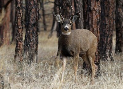 Mule Deer 2022-11-24