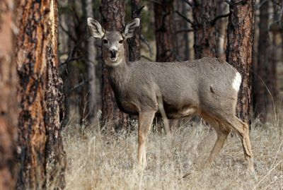 Mule Deer 2022-11-24