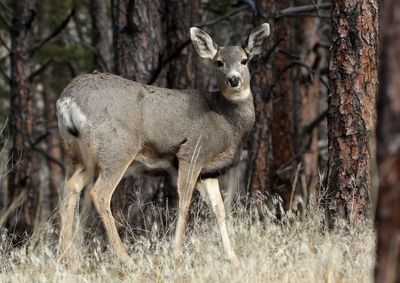 Mule Deer 2022-11-24