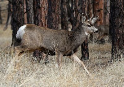 Mule Deer 2022-11-24