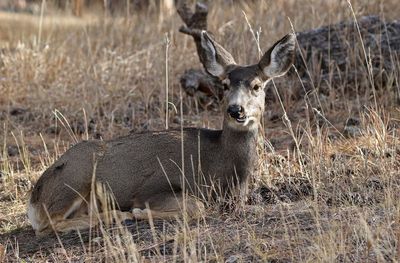 Mule Deer 2022-12-05