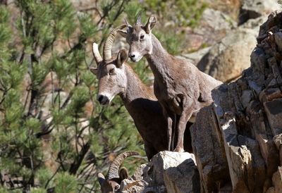 Rocky Mountain Bighorn Sheep 2022-11-01