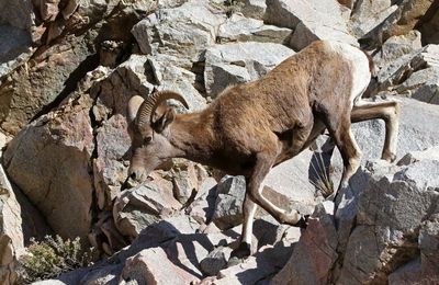Rocky Mountain Bighorn Sheep 2022-11-01