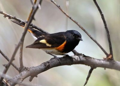 American Redstart 2020-05-22