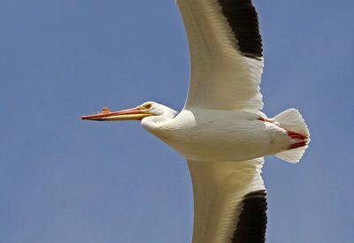 American White Pelican 2021-04-29