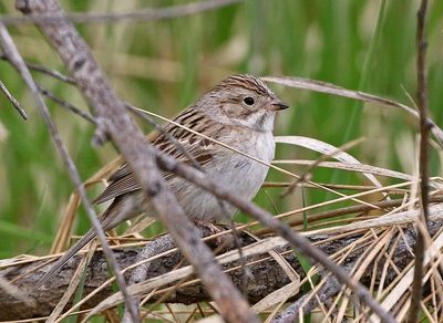 Brewer's Sparrow 2020-05-15