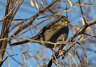 Golden-crowned Sparrow 2023-03-05