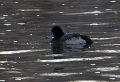 Greater Scaup 2022-01-09