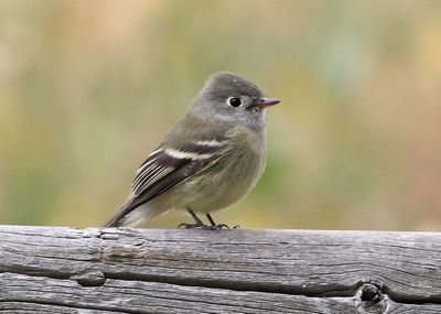 Hammond's Flycatcher 2020-09-27