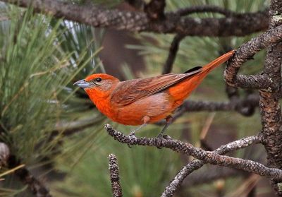 Hepatic Tanager 2023-06-11