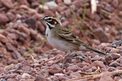 Lark Sparrow 2020-05-20