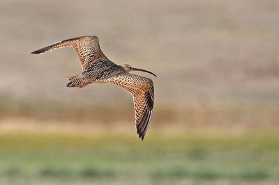 Long-billed Curlew 2020-08-25