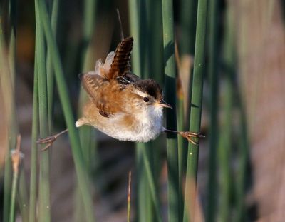 Marsh Wren 2020-05-20