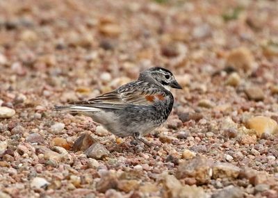 Thick-billed Longspur 2020-06-28