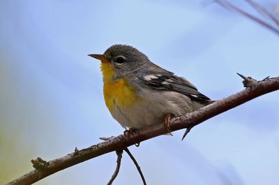 Northern Parula 2020-05-22