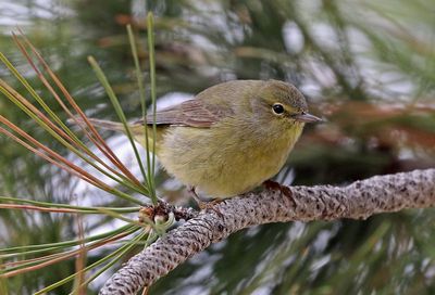 Orange-crowned Warbler 2020-05-15