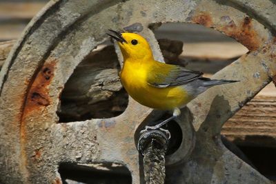 Prothonotary Warbler 2023-05-03