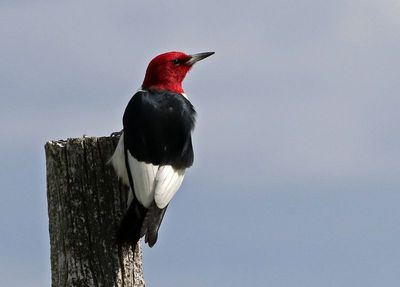Red-headed Woodpecker 2020-05-22