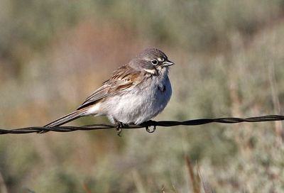 Sagebrush Sparrow 2020-06-09