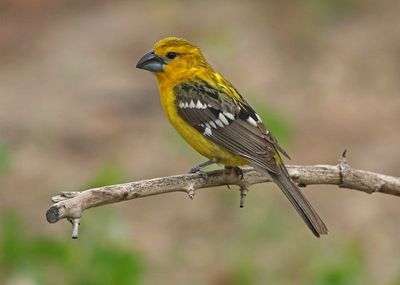 Yellow Grosbeak 2021-05-30