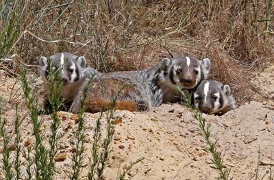 American Badger 2022-06-21