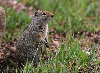 Uinta Ground Squirrel 2020-06-08