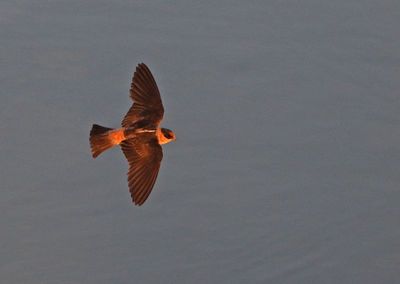 Cave Swallow 2023-06-29