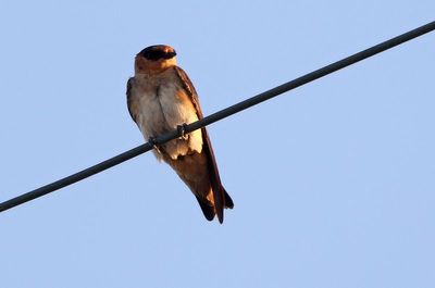 Cave Swallow 2023-06-29