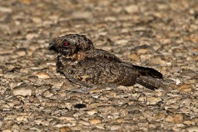 Common Poorwill 2023-06-29