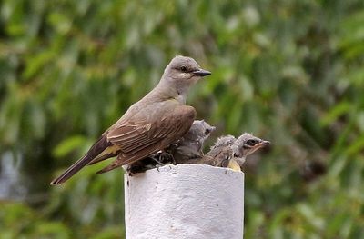Western Kingbird 2023-06-27