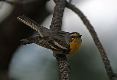 Grace's Warbler 2023-06-27