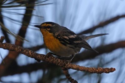 Grace's Warbler 2023-06-27