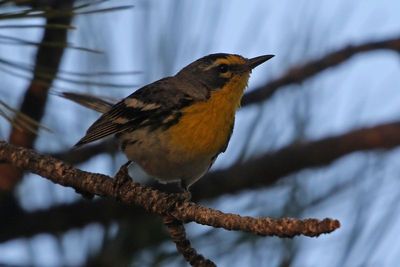 Grace's Warbler 2023-06-27