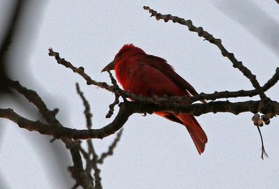 Summer Tanager 2023-06-28