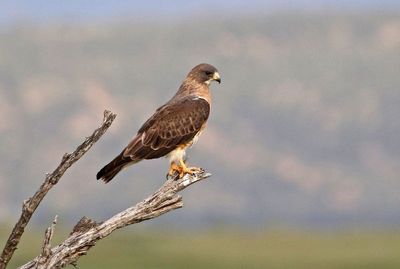 Swainson's Hawk 2023-06-27