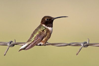 Black-chinned Humminbird 2023-07-02