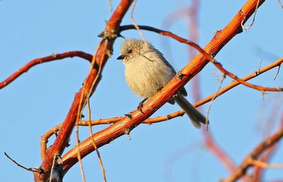 Bushtit 2023-07-03