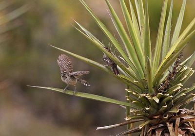 Cactus Wren 2023-06-30