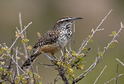 Cactus Wren 2023-06-30