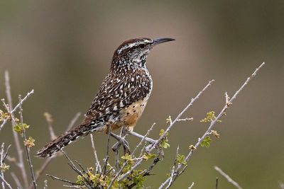 Cactus Wren 2023-06-30